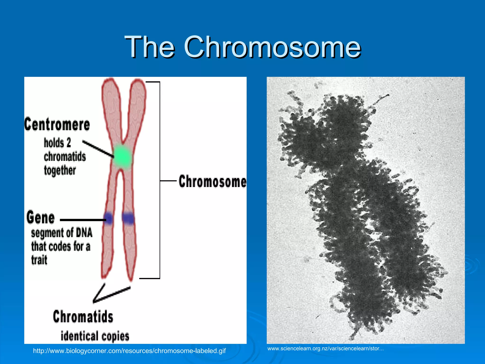 The Chromosome http://www.biologycorner.com/resources/chromosome-labeled.gif www.sciencelearn.org.nz/var/sciencelearn/stor...   