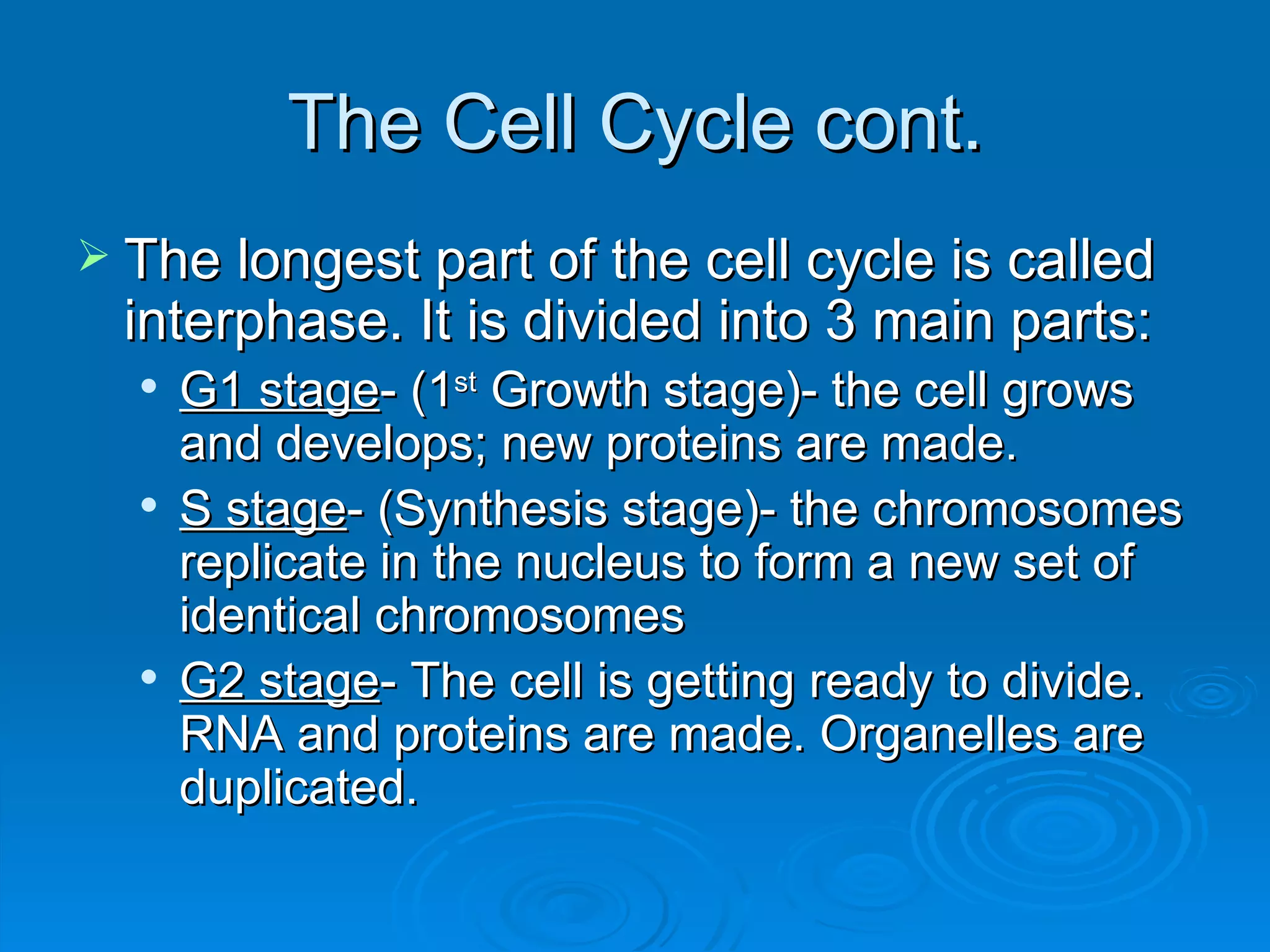 The Cell Cycle cont. The longest part of the cell cycle is called interphase. It is divided into 3 main parts: G1 stage - (1 st  Growth stage)- the cell grows and develops; new proteins are made. S stage - (Synthesis stage)- the chromosomes replicate in the nucleus to form a new set of identical chromosomes G2 stage - The cell is getting ready to divide. RNA and proteins are made. Organelles are duplicated. 