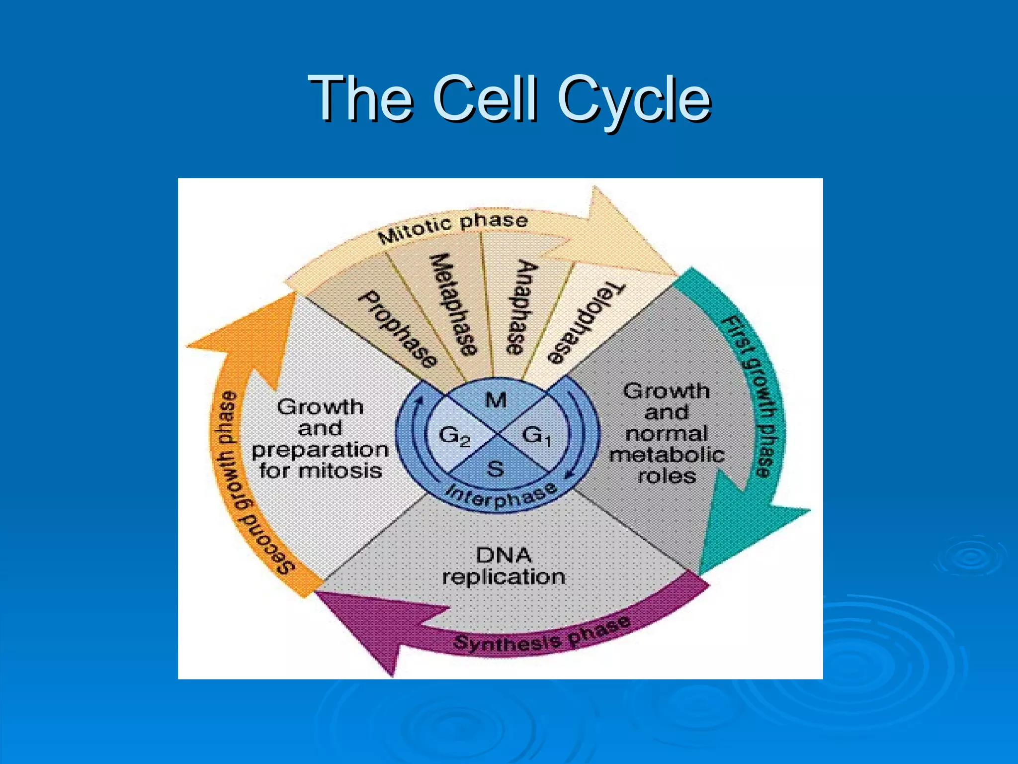 The Cell Cycle 