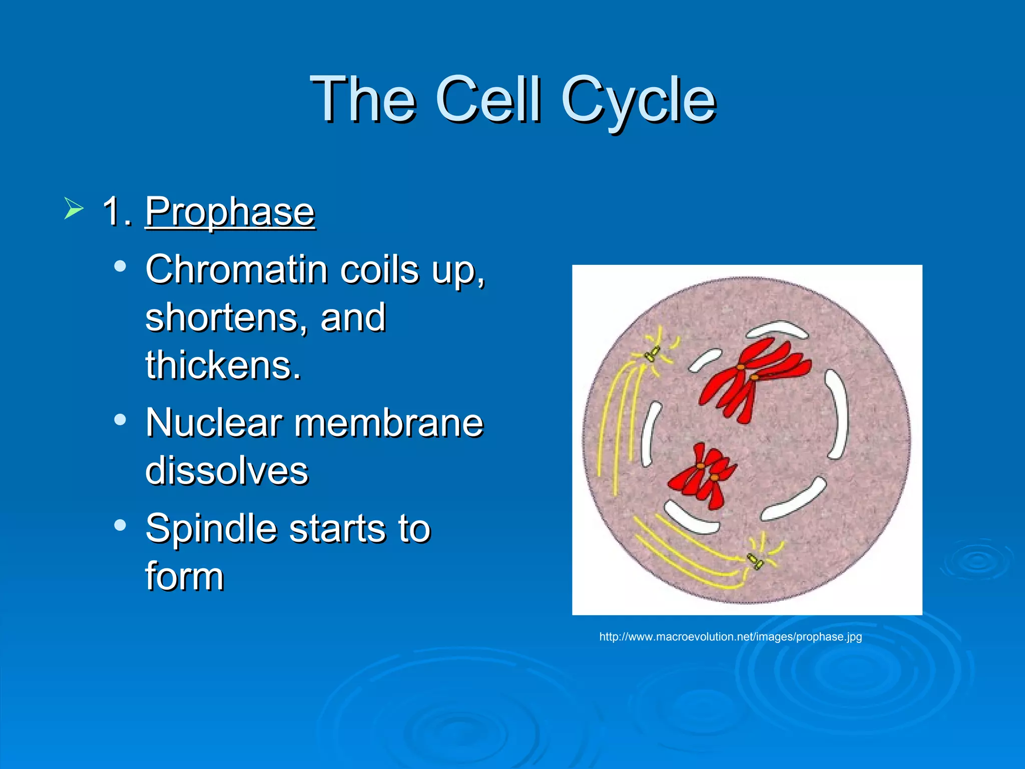 The Cell Cycle 1.  Prophase Chromatin coils up, shortens, and thickens. Nuclear membrane dissolves Spindle starts to form http://www.macroevolution.net/images/prophase.jpg 