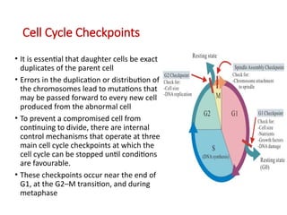 The Cell Cycle and it's regulation -1.pptx