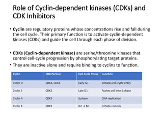 The Cell Cycle and it's regulation -1.pptx