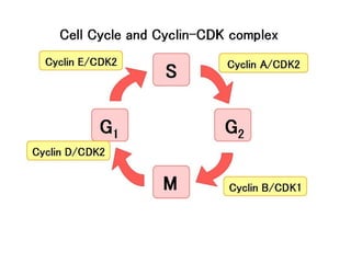 The Cell Cycle and it's regulation -1.pptx
