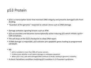 The Cell Cycle and it's regulation -1.pptx