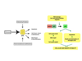 Cell Cycle Regulation Rfx The Cell Cycle and it's regulation -1.pptx
