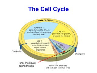 The Cell Cycle Final checkpoint  during mitosis 