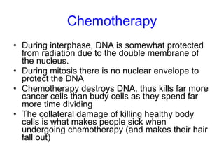 Chemotherapy During interphase, DNA is somewhat protected from radiation due to the double membrane of the nucleus. During mitosis there is no nuclear envelope to protect the DNA Chemotherapy destroys DNA, thus kills far more cancer cells than budy cells as they spend far more time dividing The collateral damage of killing healthy body cells is what makes people sick when undergoing chemotherapy (and makes their hair fall out) 