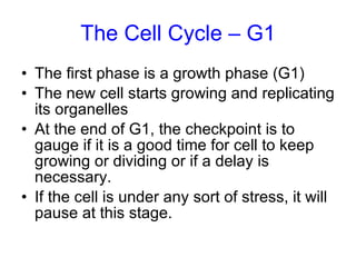 The Cell Cycle – G1 The first phase is a growth phase (G1) The new cell starts growing and replicating its organelles At the end of G1, the checkpoint is to gauge if it is a good time for cell to keep growing or dividing or if a delay is necessary. If the cell is under any sort of stress, it will pause at this stage. 