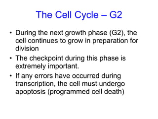 The Cell Cycle – G2 During the next growth phase (G2), the cell continues to grow in preparation for division The checkpoint during this phase is extremely important. If any errors have occurred during transcription, the cell must undergo apoptosis (programmed cell death) 