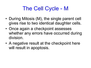 The Cell Cycle - M During Mitosis (M), the single parent cell gives rise to two identical daughter cells. Once again a checkpoint assesses whether any errors have occurred during division. A negative result at the checkpoint here will result in apoptosis. 