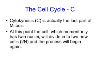 The Cell Cycle - C Cytokynesis (C) is actually the last part of Mitosis At this point the cell, which momentarily has twin nuclei, will divide in to two new cells (2N) and the process will begin again. 