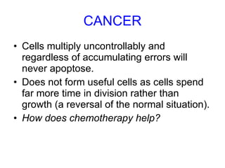 CANCER Cells multiply uncontrollably and regardless of accumulating errors will never apoptose. Does not form useful cells as cells spend far more time in division rather than growth (a reversal of the normal situation). How does chemotherapy help? 