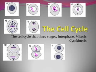 The Cell Cycle The cell cycle that three stages, Interphase, Mitosis, Cytokinesis. 