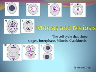 Mitosis and Meiosis The cell cycle that three stages, Interphase, Mitosis, Cytokinesis. By Hannah Gogo 