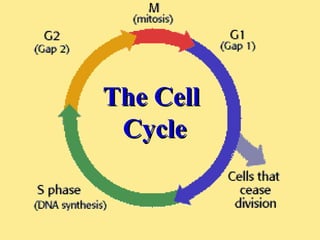 The Cell
 Cycle
 