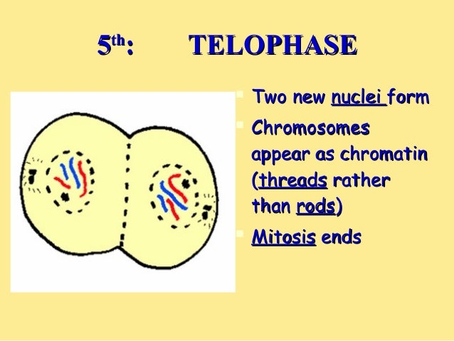 the cell cycle notes Organelles, cytoskeleton, and cell cycle major areas in genetics and molecular biology include viruses, gre ® biology test practice book. the cell cycle notes Organelles, cytoskeleton, and cell cycle major areas in genetics and molecular biology include viruses, gre ® biology test practice book.