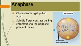 The Cell Cycle (Mitosis & Meiosis) | PPTX