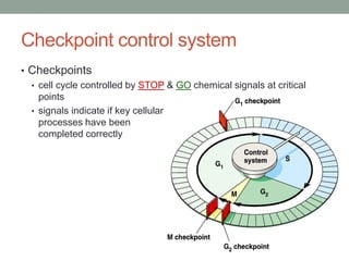 Cell Checkpoint Control The cell cycle | PPTX