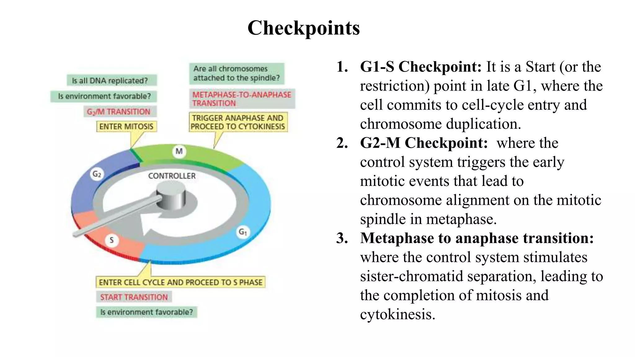 Checkpoints
1. G1-S Checkpoint: It is a Start (or the
restriction) point in late G1, where the
cell commits to cell-cycle entry and
chromosome duplication.
2. G2-M Checkpoint: where the
control system triggers the early
mitotic events that lead to
chromosome alignment on the mitotic
spindle in metaphase.
3. Metaphase to anaphase transition:
where the control system stimulates
sister-chromatid separation, leading to
the completion of mitosis and
cytokinesis.
 