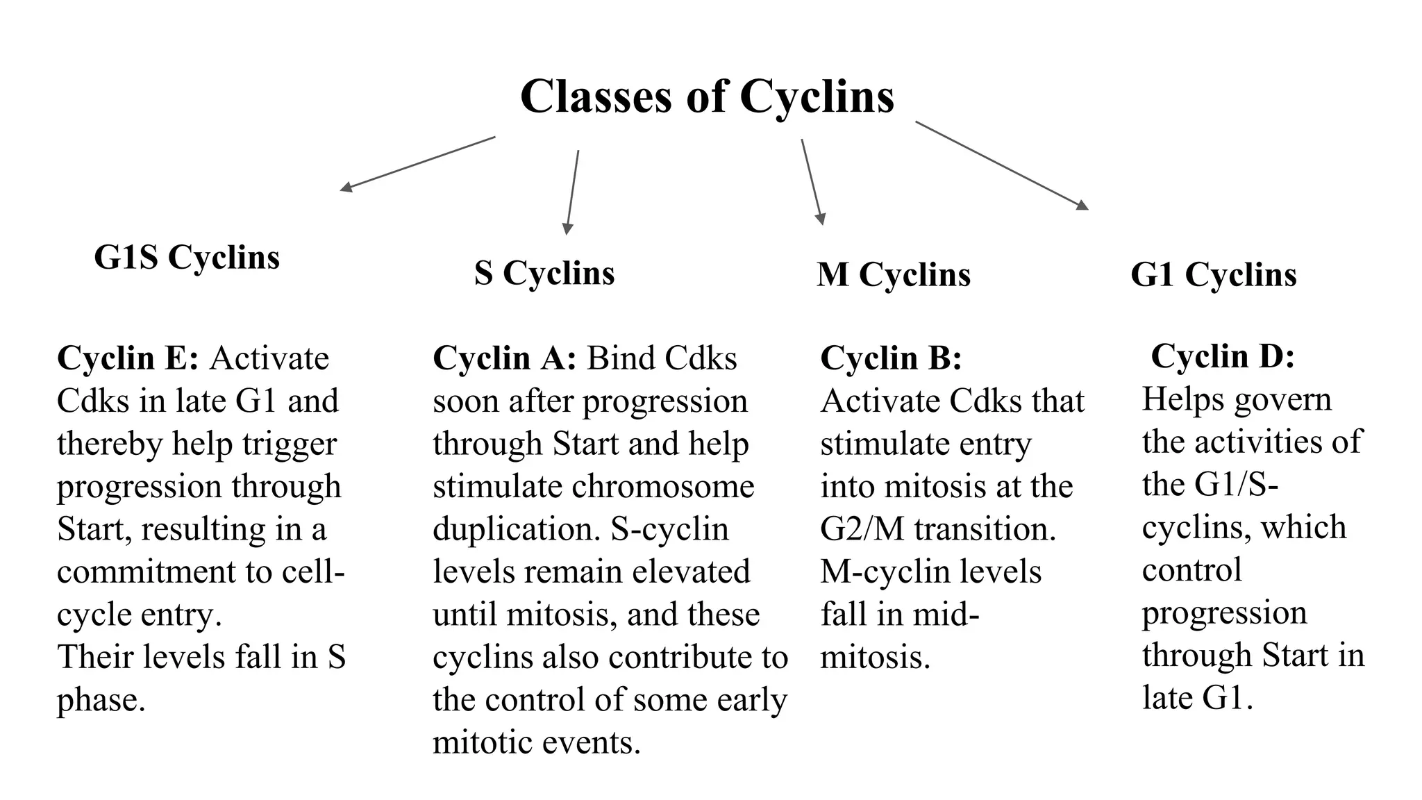 Classes of Cyclins
G1S Cyclins S Cyclins M Cyclins
Cyclin E: Activate
Cdks in late G1 and
thereby help trigger
progression through
Start, resulting in a
commitment to cell-
cycle entry.
Their levels fall in S
phase.
Cyclin A: Bind Cdks
soon after progression
through Start and help
stimulate chromosome
duplication. S-cyclin
levels remain elevated
until mitosis, and these
cyclins also contribute to
the control of some early
mitotic events.
Cyclin B:
Activate Cdks that
stimulate entry
into mitosis at the
G2/M transition.
M-cyclin levels
fall in mid-
mitosis.
G1 Cyclins
Cyclin D:
Helps govern
the activities of
the G1/S-
cyclins, which
control
progression
through Start in
late G1.
 