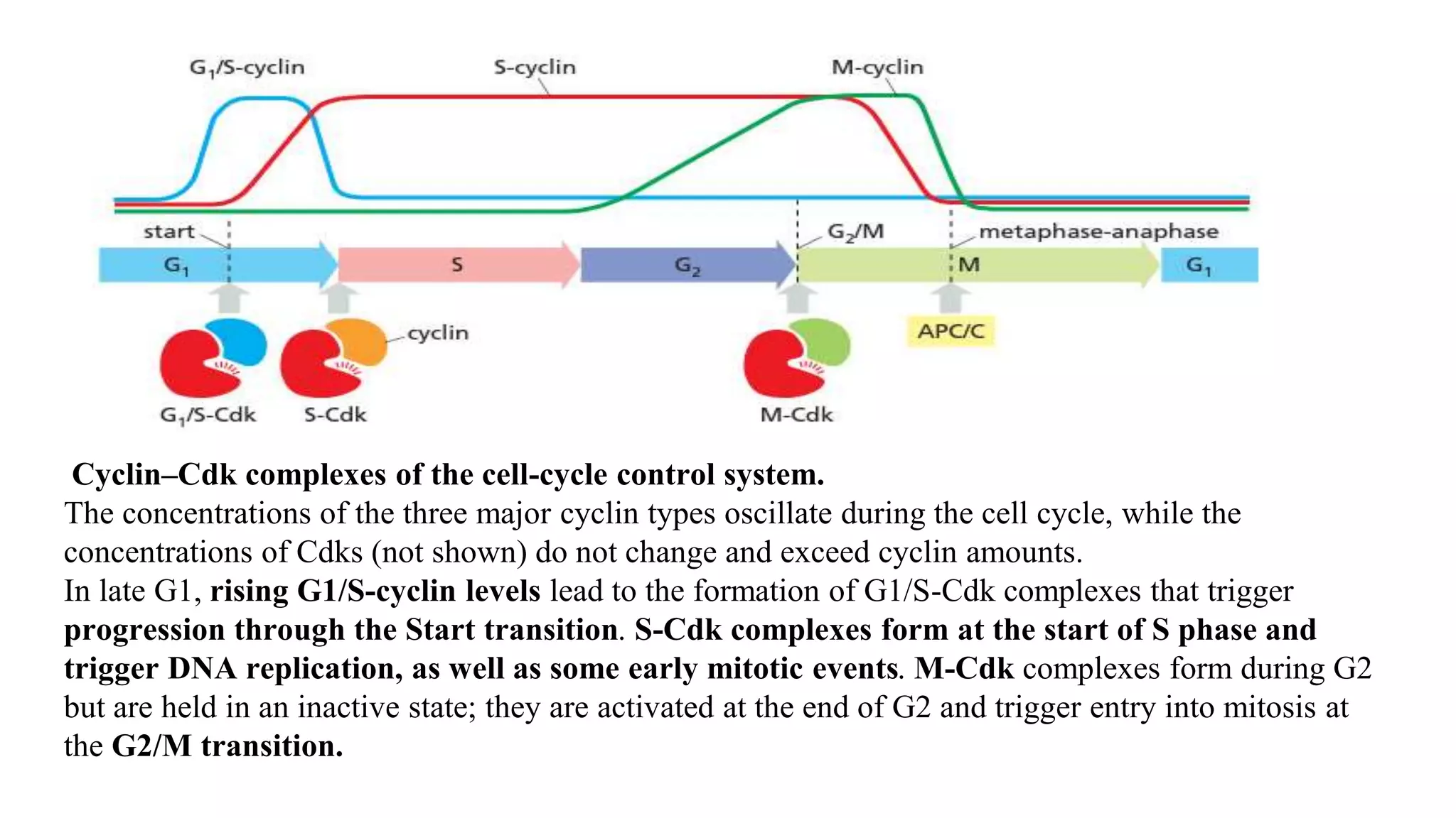 Cyclin–Cdk complexes of the cell-cycle control system.
The concentrations of the three major cyclin types oscillate during the cell cycle, while the
concentrations of Cdks (not shown) do not change and exceed cyclin amounts.
In late G1, rising G1/S-cyclin levels lead to the formation of G1/S-Cdk complexes that trigger
progression through the Start transition. S-Cdk complexes form at the start of S phase and
trigger DNA replication, as well as some early mitotic events. M-Cdk complexes form during G2
but are held in an inactive state; they are activated at the end of G2 and trigger entry into mitosis at
the G2/M transition.
 