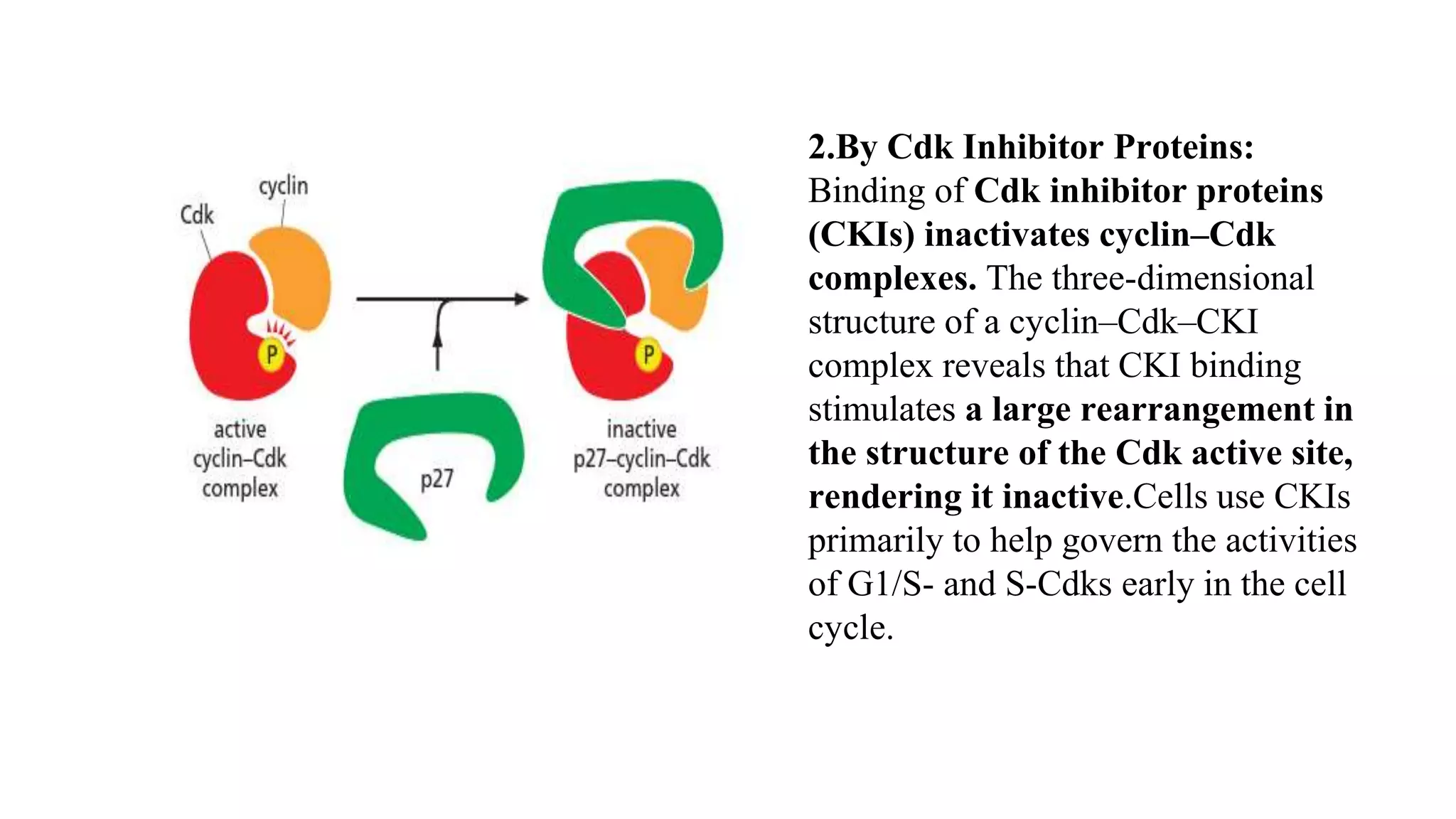 2.By Cdk Inhibitor Proteins:
Binding of Cdk inhibitor proteins
(CKIs) inactivates cyclin–Cdk
complexes. The three-dimensional
structure of a cyclin–Cdk–CKI
complex reveals that CKI binding
stimulates a large rearrangement in
the structure of the Cdk active site,
rendering it inactive.Cells use CKIs
primarily to help govern the activities
of G1/S- and S-Cdks early in the cell
cycle.
 