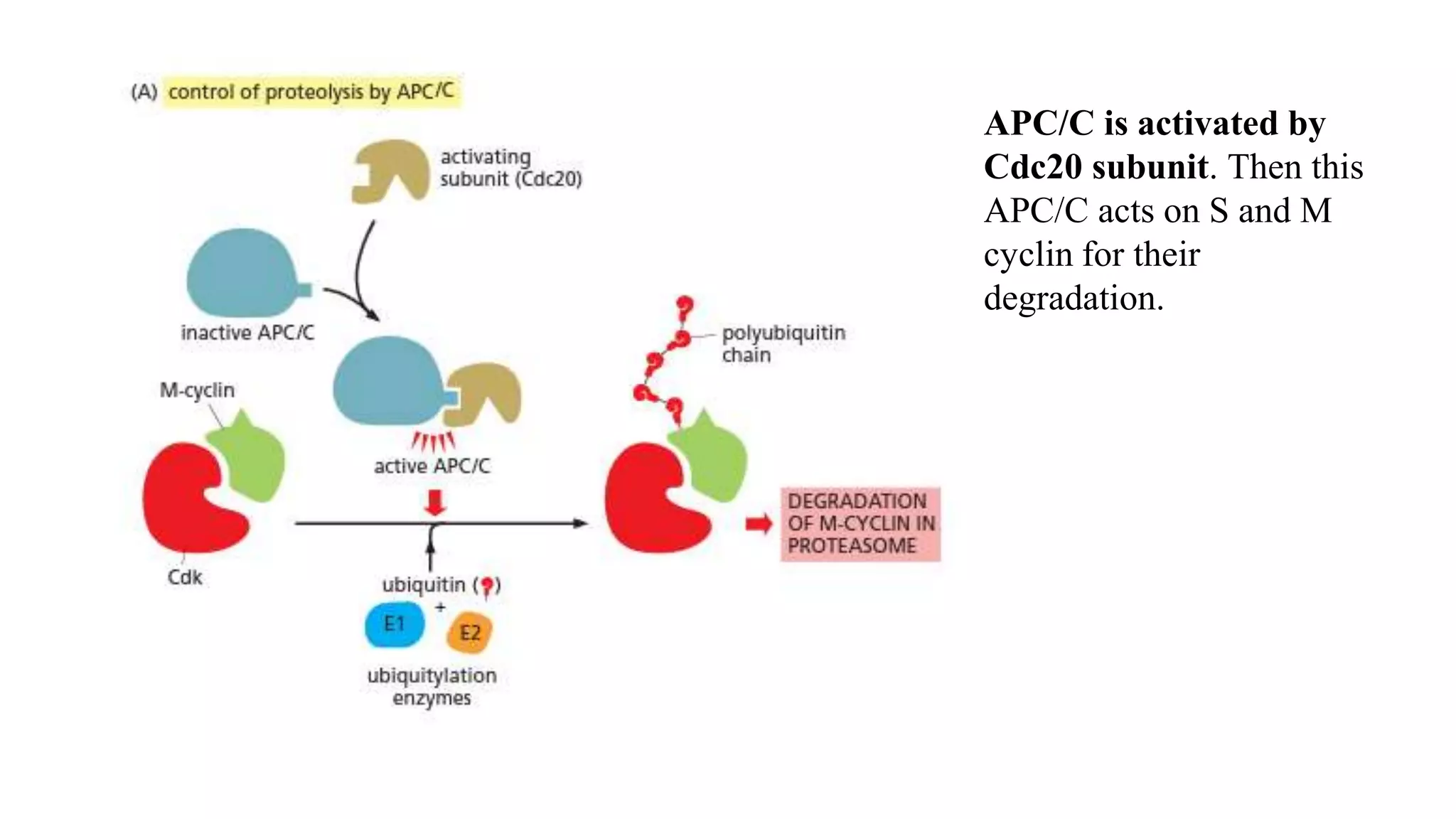 APC/C is activated by
Cdc20 subunit. Then this
APC/C acts on S and M
cyclin for their
degradation.
 