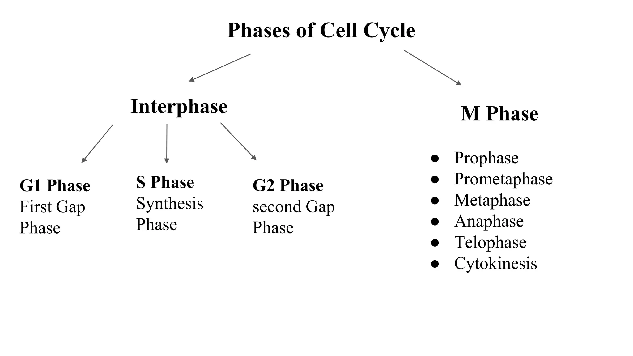 Phases of Cell Cycle
Interphase M Phase
G1 Phase
First Gap
Phase
S Phase
Synthesis
Phase
G2 Phase
second Gap
Phase
● Prophase
● Prometaphase
● Metaphase
● Anaphase
● Telophase
● Cytokinesis
 