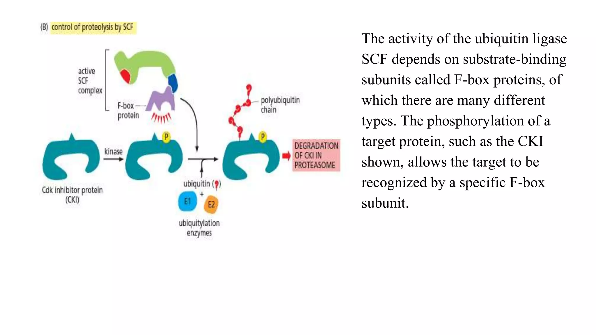 The activity of the ubiquitin ligase
SCF depends on substrate-binding
subunits called F-box proteins, of
which there are many different
types. The phosphorylation of a
target protein, such as the CKI
shown, allows the target to be
recognized by a specific F-box
subunit.
 