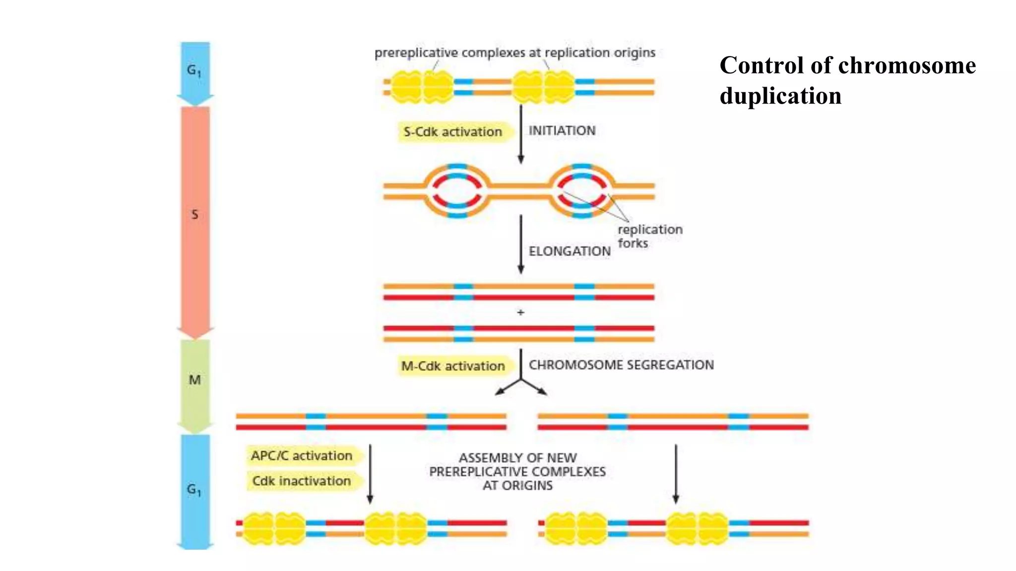 Control of chromosome
duplication
 