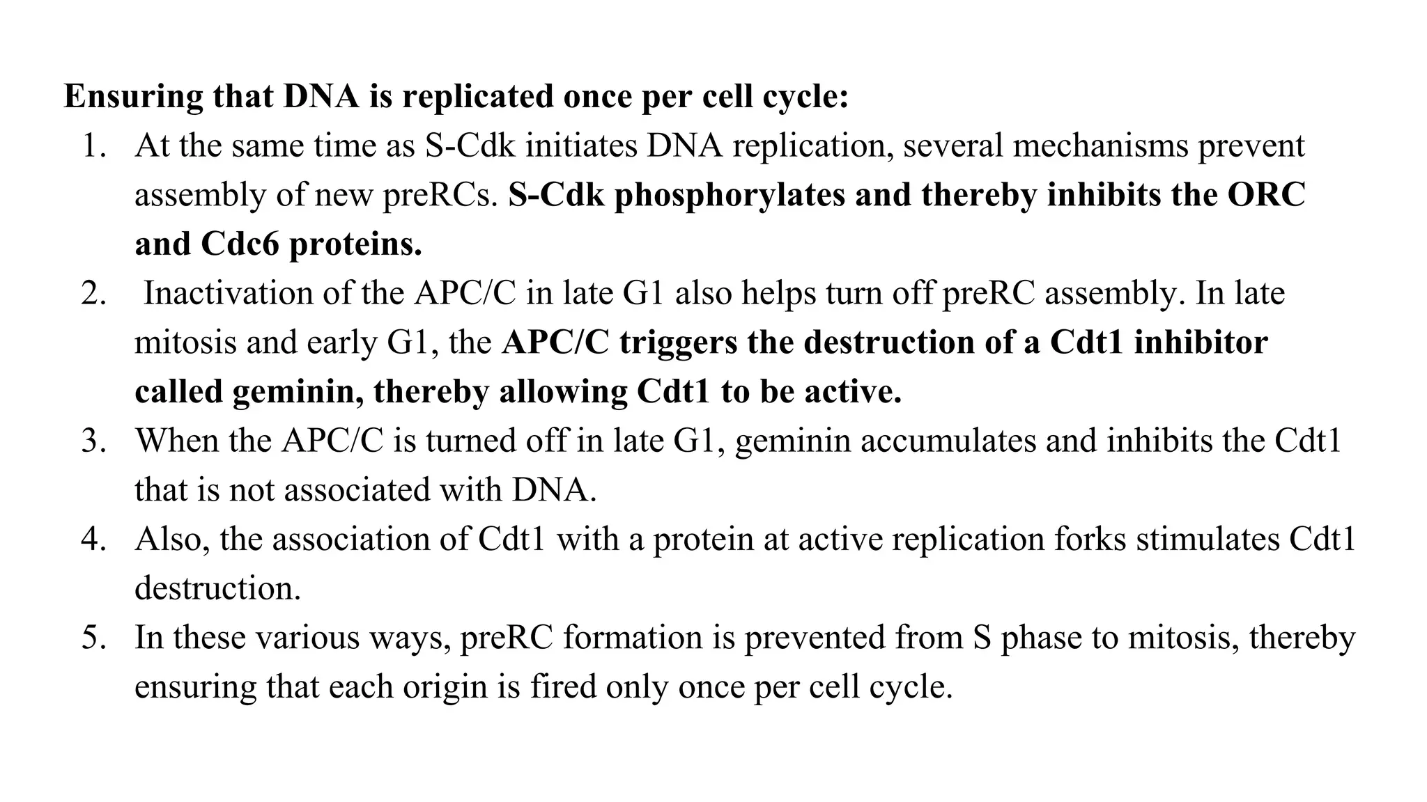 Ensuring that DNA is replicated once per cell cycle:
1. At the same time as S-Cdk initiates DNA replication, several mechanisms prevent
assembly of new preRCs. S-Cdk phosphorylates and thereby inhibits the ORC
and Cdc6 proteins.
2. Inactivation of the APC/C in late G1 also helps turn off preRC assembly. In late
mitosis and early G1, the APC/C triggers the destruction of a Cdt1 inhibitor
called geminin, thereby allowing Cdt1 to be active.
3. When the APC/C is turned off in late G1, geminin accumulates and inhibits the Cdt1
that is not associated with DNA.
4. Also, the association of Cdt1 with a protein at active replication forks stimulates Cdt1
destruction.
5. In these various ways, preRC formation is prevented from S phase to mitosis, thereby
ensuring that each origin is fired only once per cell cycle.
 