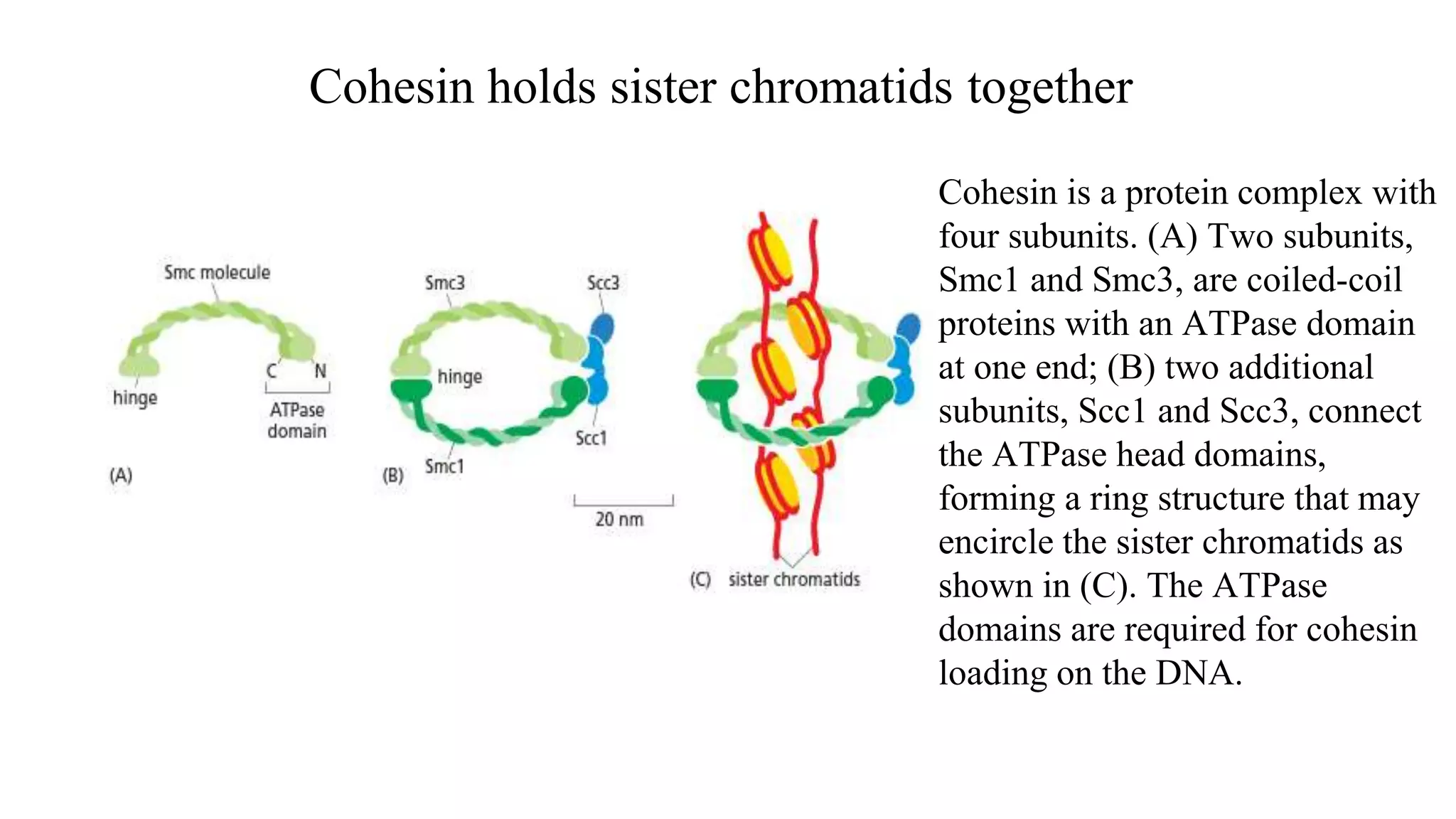 Cohesin holds sister chromatids together
Cohesin is a protein complex with
four subunits. (A) Two subunits,
Smc1 and Smc3, are coiled-coil
proteins with an ATPase domain
at one end; (B) two additional
subunits, Scc1 and Scc3, connect
the ATPase head domains,
forming a ring structure that may
encircle the sister chromatids as
shown in (C). The ATPase
domains are required for cohesin
loading on the DNA.
 