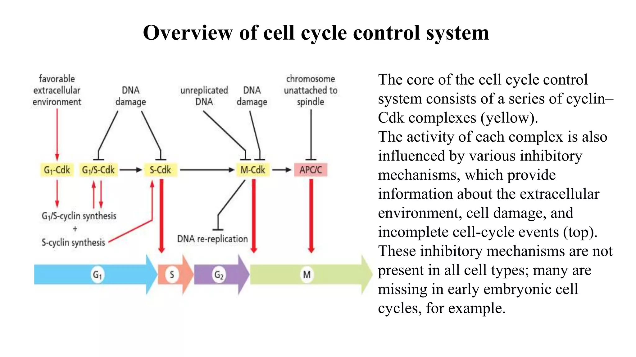 Overview of cell cycle control system
The core of the cell cycle control
system consists of a series of cyclin–
Cdk complexes (yellow).
The activity of each complex is also
influenced by various inhibitory
mechanisms, which provide
information about the extracellular
environment, cell damage, and
incomplete cell-cycle events (top).
These inhibitory mechanisms are not
present in all cell types; many are
missing in early embryonic cell
cycles, for example.
 