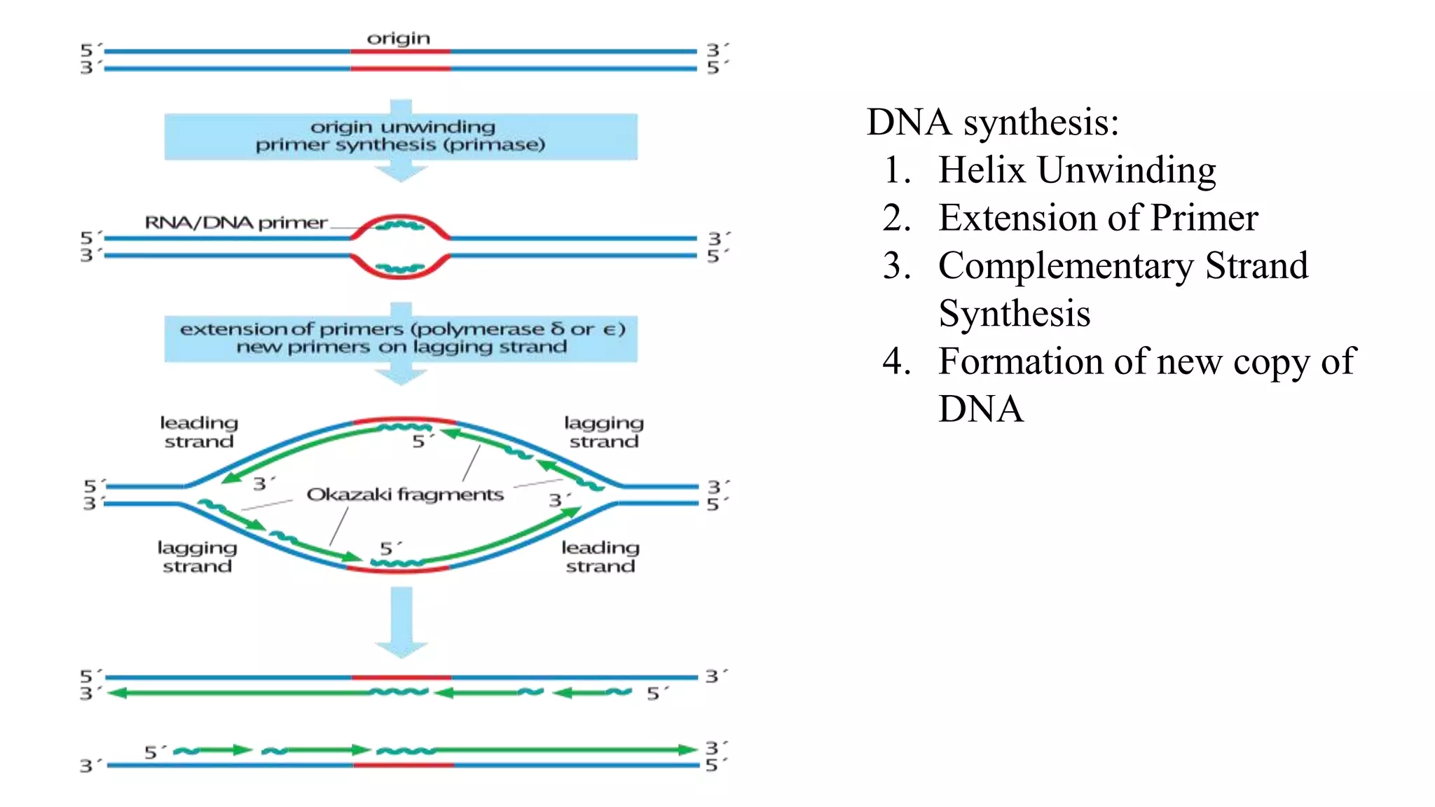 DNA synthesis:
1. Helix Unwinding
2. Extension of Primer
3. Complementary Strand
Synthesis
4. Formation of new copy of
DNA
 