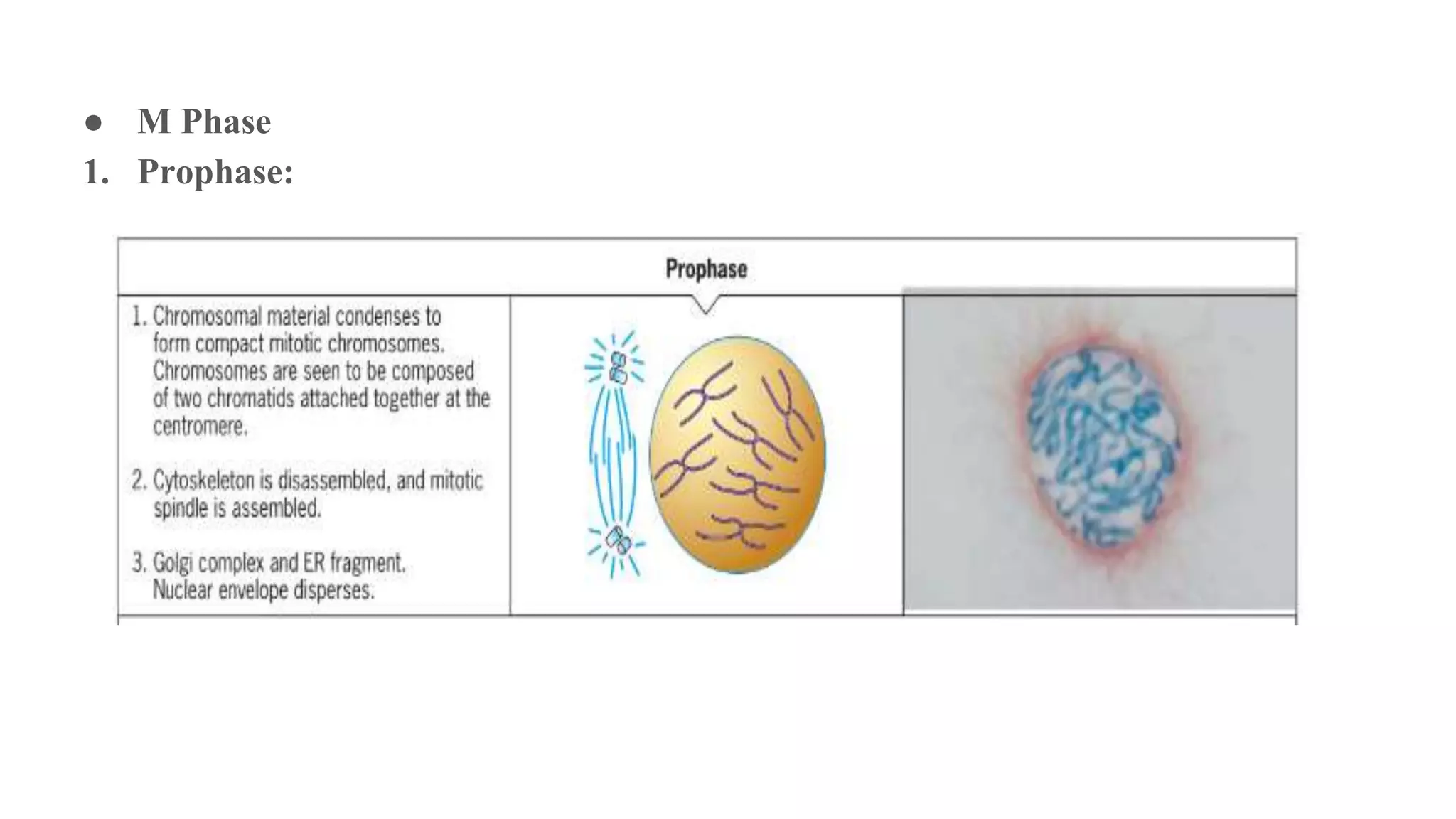 ● M Phase
1. Prophase:
 