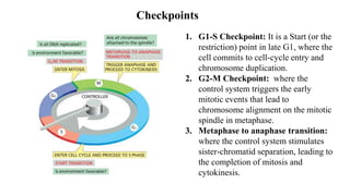 Checkpoints
1. G1-S Checkpoint: It is a Start (or the
restriction) point in late G1, where the
cell commits to cell-cycle entry and
chromosome duplication.
2. G2-M Checkpoint: where the
control system triggers the early
mitotic events that lead to
chromosome alignment on the mitotic
spindle in metaphase.
3. Metaphase to anaphase transition:
where the control system stimulates
sister-chromatid separation, leading to
the completion of mitosis and
cytokinesis.
 