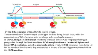 Cyclin–Cdk complexes of the cell-cycle control system.
The concentrations of the three major cyclin types oscillate during the cell cycle, while the
concentrations of Cdks (not shown) do not change and exceed cyclin amounts.
In late G1, rising G1/S-cyclin levels lead to the formation of G1/S-Cdk complexes that trigger
progression through the Start transition. S-Cdk complexes form at the start of S phase and
trigger DNA replication, as well as some early mitotic events. M-Cdk complexes form during G2
but are held in an inactive state; they are activated at the end of G2 and trigger entry into mitosis at
the G2/M transition.
 