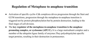 Regulation of Metaphase to anaphase transition
● Activation of specific cyclin–Cdk complexes drives progression through the Start and
G2/M transitions, progression through the metaphase-to-anaphase transition is
triggered not by protein phosphorylation but by protein destruction, leading to the
final stages of cell division.
● The key regulator of the metaphase-to-anaphase transition is the anaphase
promoting complex, or cyclosome (APC/C), It is a large mutisubunit complex and a
member of the ubiquitin ligase family of enzymes.They polyubiquitylate specific
target proteins, resulting in their destruction in proteasomes.
 