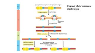 Control of chromosome
duplication
 