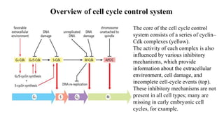 Overview of cell cycle control system
The core of the cell cycle control
system consists of a series of cyclin–
Cdk complexes (yellow).
The activity of each complex is also
influenced by various inhibitory
mechanisms, which provide
information about the extracellular
environment, cell damage, and
incomplete cell-cycle events (top).
These inhibitory mechanisms are not
present in all cell types; many are
missing in early embryonic cell
cycles, for example.
 