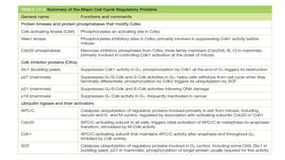 The Cell Cycle.pptx