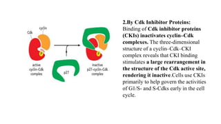APC/C is activated by
Cdc20 subunit. Then this
APC/C acts on S and M
cyclin for their
degradation.
 