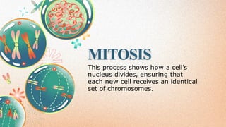 MITOSIS
This process shows how a cell’s
nucleus divides, ensuring that
each new cell receives an identical
set of chromosomes.
 