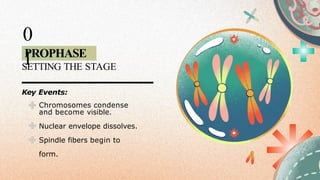PROPHASE
0
1
SETTING THE STAGE
Key Events:
Chromosomes condense
and become visible.
Nuclear envelope dissolves.
Spindle fibers begin to
form.
 