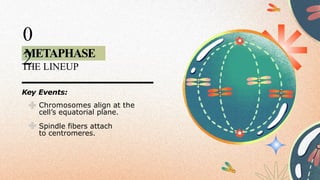 METAPHASE
0
2
THE LINEUP
Key Events:
Chromosomes align at the
cell’s equatorial plane.
Spindle fibers attach
to centromeres.
 