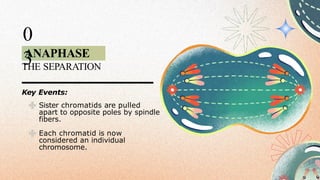 ANAPHASE
0
3
THE SEPARATION
Key Events:
Sister chromatids are pulled
apart to opposite poles by spindle
fibers.
Each chromatid is now
considered an individual
chromosome.
 