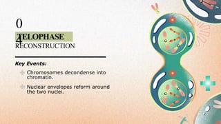 TELOPHASE
0
4
RECONSTRUCTION
Key Events:
Chromosomes decondense into
chromatin.
Nuclear envelopes reform around
the two nuclei.
 