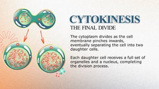 CYTOKINESIS
THE FINAL DIVIDE
The cytoplasm divides as the cell
membrane pinches inwards,
eventually separating the cell into two
daughter cells.
Each daughter cell receives a full set of
organelles and a nucleus, completing
the division process.
 