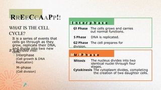RREECCAAPP!!
WHAT IS THE CELL
CYCLE?
It is a series of events that
cells go through as they
grow, replicate their DNA,
and divide into two new
cells.
IInntteerrpphhaassee
S Phase
MM--PPhhaassee
It is divided into:
Interphase
(Cell growth & DNA
Replication)
M-phase
(Cell division)
Mitosis
G1 Phase The cells grows and carries
out normal functions.
DNA is replicated.
G2 Phase The cell prepares for
division.
The nucleus divides into two
identical nuclei through four
stages.
Cytokinesis The cytoplasm divides, completing
the creation of two daughter cells.
 