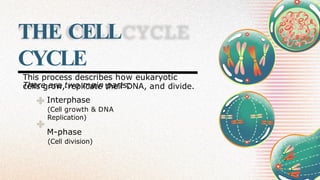 THE CELL
CYCLE
This process describes how eukaryotic
cells grow, replicate their DNA, and divide.
There are two main parts:
Interphase
(Cell growth & DNA
Replication)
M-phase
(Cell division)
 